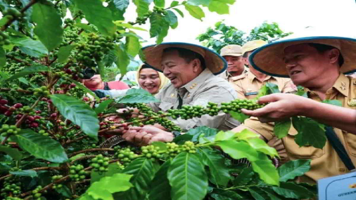 Panen Kopi di Sekincau, Gubernur Lampung Sebut Tengah Kembangkan Budidaya Kopi Arabika Sistem Pagar